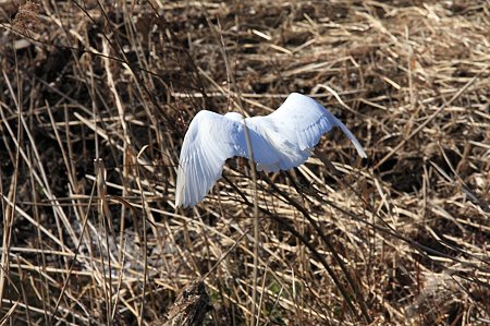 2011.01.18　和泉川　コサギ　飛翔