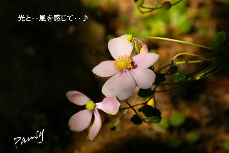ピンクの秋明菊・・