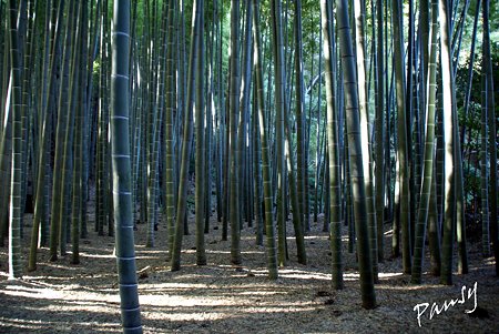 報国寺・・6