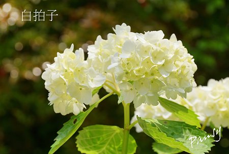白拍子・・光則寺の山アジサイ 1