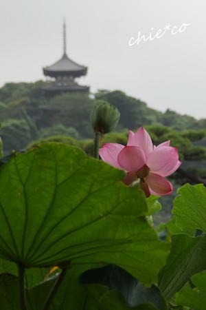 三渓園-068