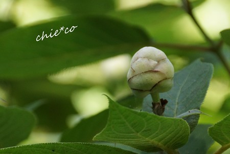 玉紫陽花のつぼみ・・