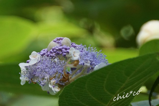 玉紫陽花(たまあじさい)・・