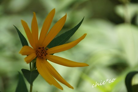 菊芋(きくいも)・・
