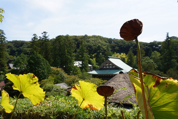 長月の円覚寺-097