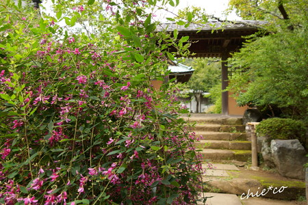 海蔵寺-100