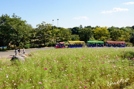 昭和記念公園-378