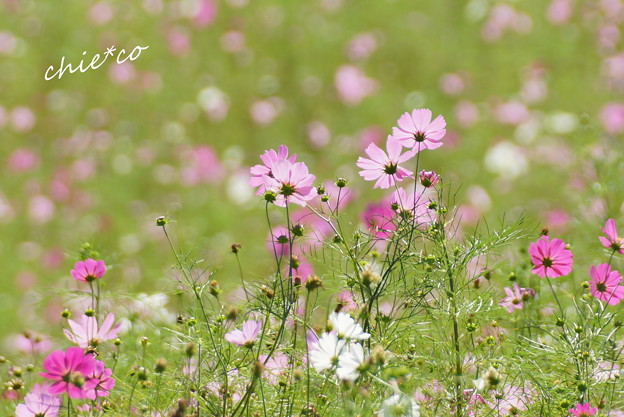 昭和記念公園-384