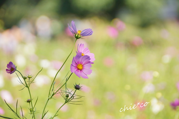 昭和記念公園-399