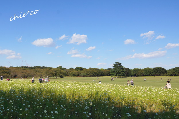 昭和記念公園-452