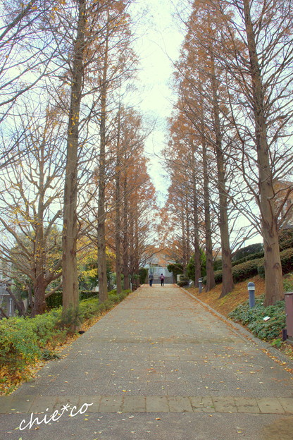 DSC09515-001