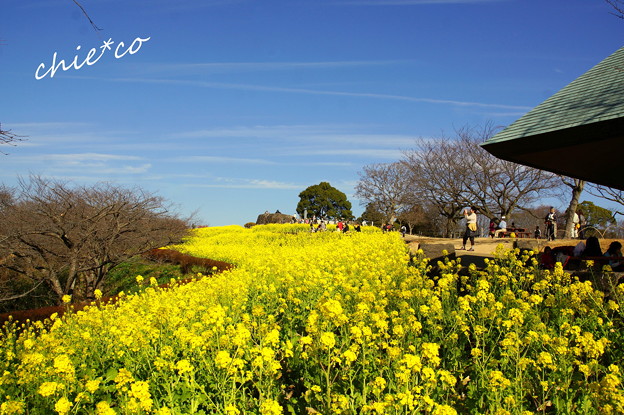 吾妻山公園-163
