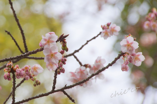 真冬の桜。。