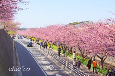 三浦海岸~河津桜~-157