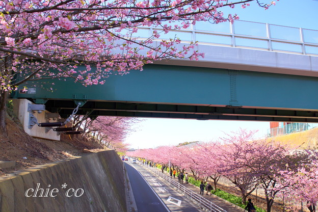 三浦海岸~河津桜~-158