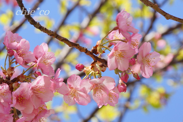 三浦海岸~河津桜~-167