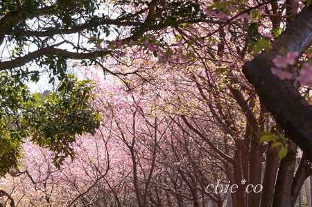 三浦海岸~河津桜~-180