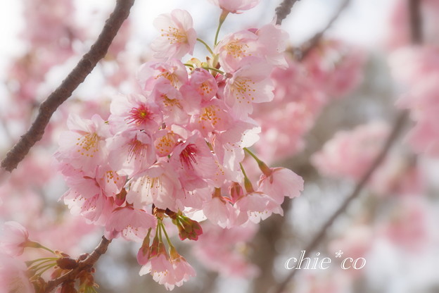 大寒桜。。