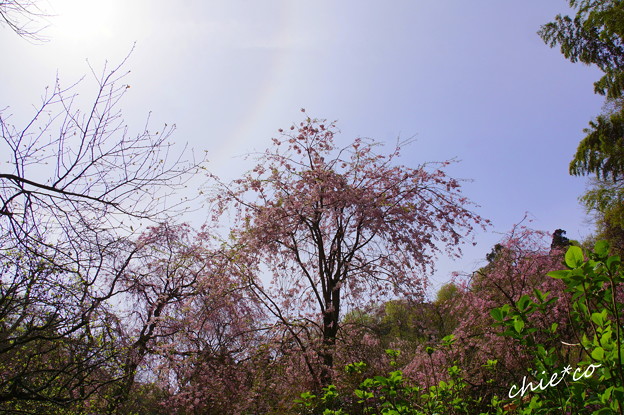 淡い光環と・・しだれ桜・・