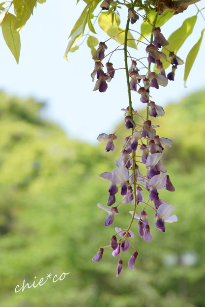 横須賀しょうぶ園-286