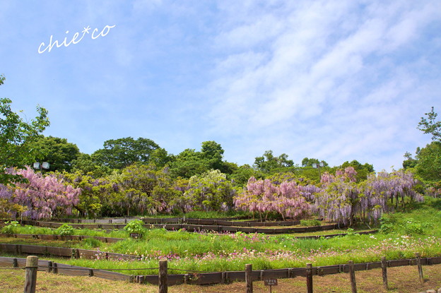 横須賀しょうぶ園-326