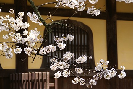 京都 桜さんぽ 11