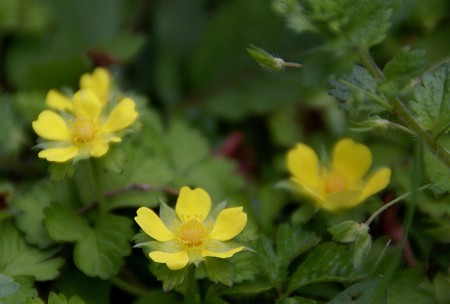 この花・・なぁに? 春の野原で・・・♪