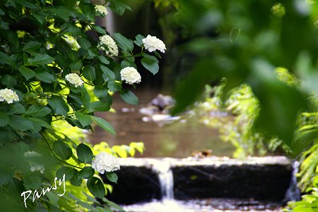 小川に咲く紫陽花・・