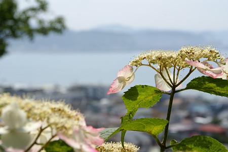 海を望む・・ 紫陽花の丘より・・