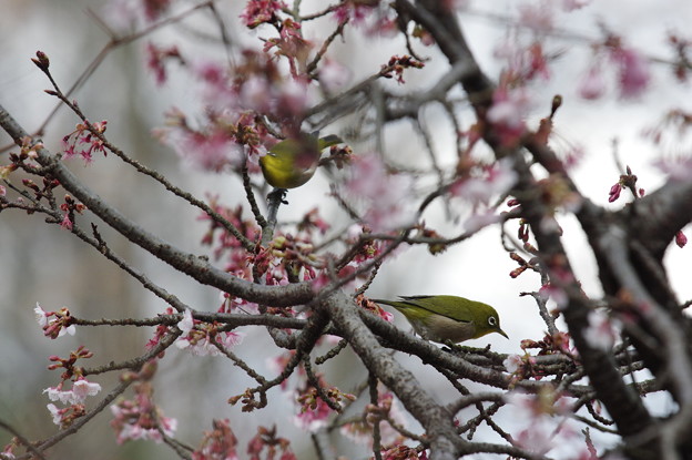 桜にメジロ