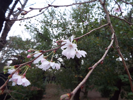 十月桜1510190006