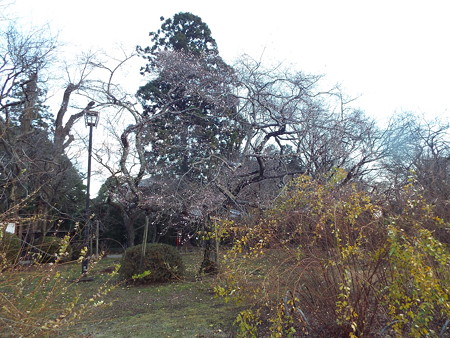 DSCF6614二季咲桜