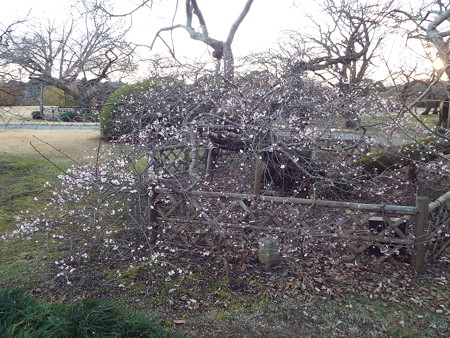 DSCF6613二季咲桜
