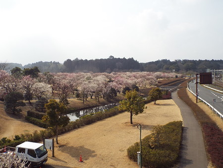 田鶴鳴梅林ＴＡ1603080031