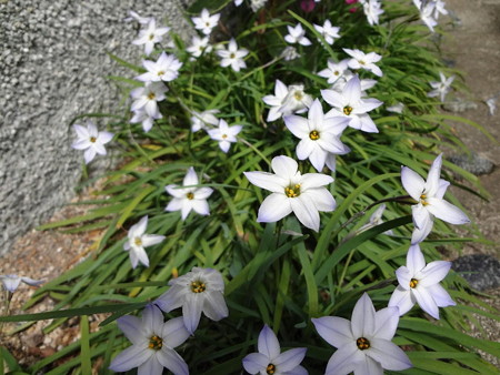 160323-2花ニラ