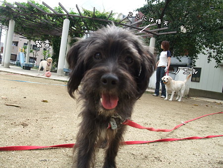 公園