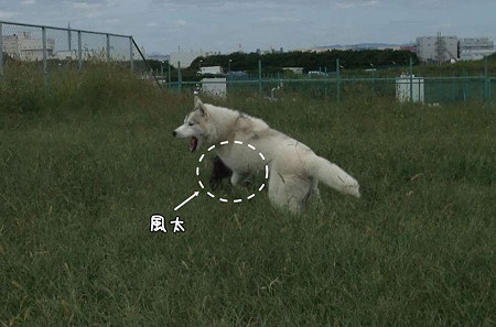 遊ばれる