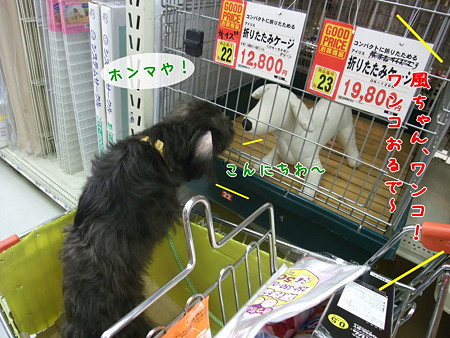 わんこに挨拶