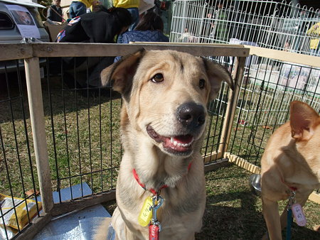 たろう君(子犬)