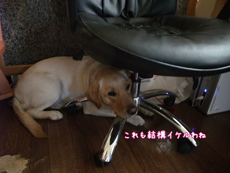 イケル?!