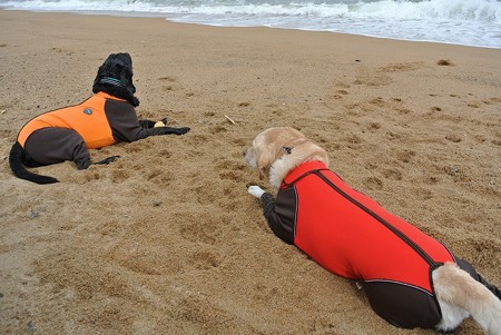 海を見て黄昏れる犬達