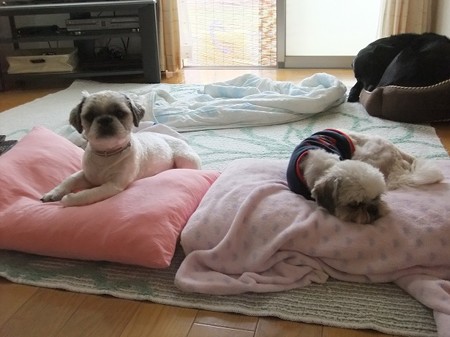 保護犬トリオ(旺次郎と一歩)