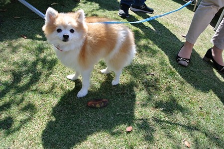 見違えるほどふっさふさの日向