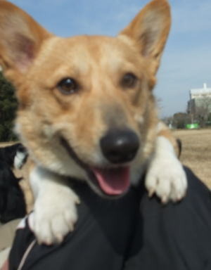今度は膝に飛びついてくる