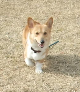 genki