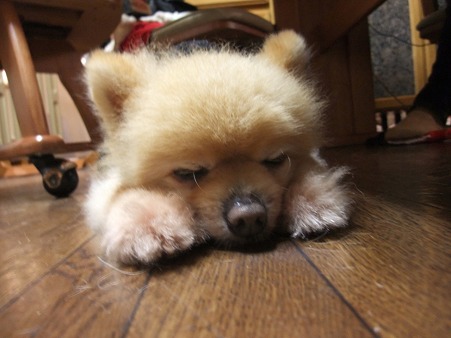 ねんね・・・