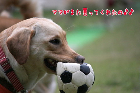 ニューボール