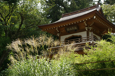 ススキと浄智寺山門0906e