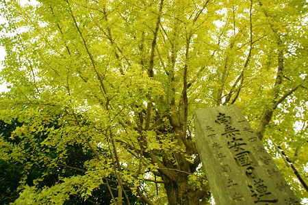 イチョウ安国論寺1109k