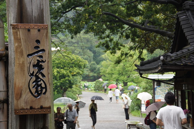 三渓園観蓮会!20140721